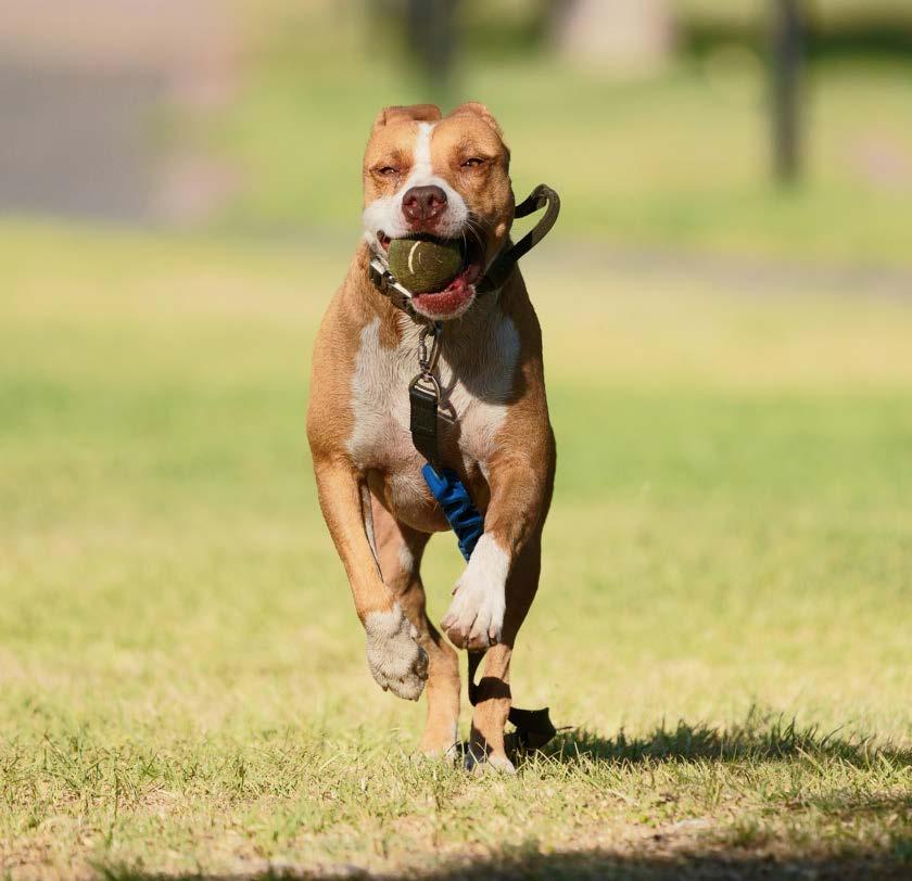 Cachorro correndo com o iPet na coleira
